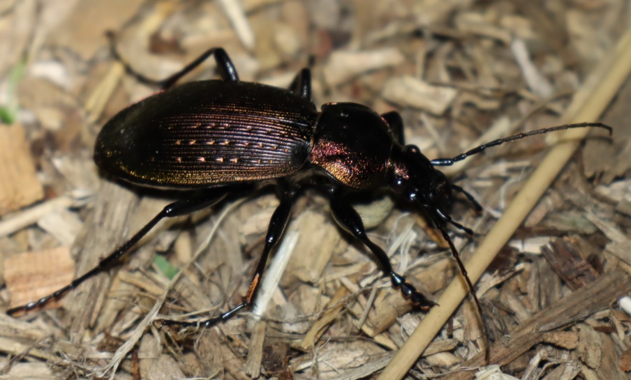 オサムシ_クワガタ達のオアシス _2023年4月27日19時25分気温16.5度